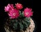 Red flower of gymnocalycium baldianum cactus