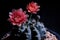 Red flower of gymnocalycium cactus blooming against dark background