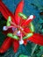 This red flower has a very beautiful flower pistil