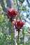 Red flower heads of a pair of Gymea lilies, Doryanthes excelsa