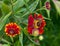 Red flower Helenium autumnale