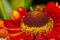 Red flower Helenium autumnale