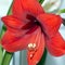Red flower of hippeastrum blooming indoors