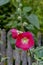 Red flower of the Hollyhock - Alcea rosea - in the summer, Bavaria, Germany, Europe