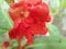 Red flower, Impatiens Balsamina flower, commonly known as balsam, garden balsam, rose balsam, touch-me-not or spotted snapweed