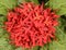 Red flower of ixora chinensis