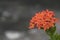 Red flower. Ixora Rubiaceae stricta flora.