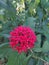 Red flower ixora variety