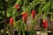 red flower kayu putih oil tree planted in the yard house