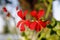 Red flower on lake Basiana