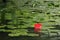 Red flower on the lake. Beautiful flowering aquatic plant. Big red water Lily