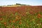 Red Flower Landscape