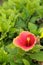 red flower, large pistil and yellow with green leaves in background out of focus at noon in the morning