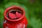 The red flower leaf with water inside red earth pitcher