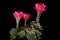 Red flower of lobivia cactus blooming against dark background