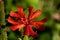 Red flower Lychnis macro