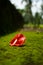 A red flower lying on a green surface which gives a beautiful look.