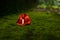 A red flower lying on a green surface which gives a beautiful look. green background, selective focus and blurred background, take