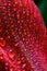 Red flower in macro drops