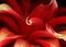 Red flower macro photo, Amaryllis. Red flower background close up, sharp and contrast photo, conceptual photo. Flora macro. valent