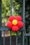 red flower made from a balloon hanging on a fence.