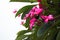 Red Flower Melastoma. Green leaves, flower closeup.