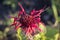 Red flower Monarda didyma also known as Scarlet beebalm. Closeup. Selective focus