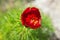 Red flower of mountain peony