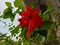 Red flower. The name is Bunga sepatu or Hibiscus rosa sinensis or Red Hibiscus flowers or Chinese hibiscus or China rose