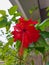 Red flower. The name is Bunga sepatu or Hibiscus rosa sinensis or Red Hibiscus flowers or Chinese hibiscus or China rose
