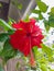 Red flower. The name is Bunga sepatu or Hibiscus rosa sinensis or Red Hibiscus flowers or Chinese hibiscus or China rose