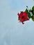 Red flower. The name is Bunga sepatu or Hibiscus rosa sinensis or Red Hibiscus flowers or Chinese hibiscus or China rose