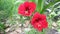 Red Flower Named Amarillys
