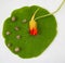 Red flower of nasturtium with ripe seeds on rounded green leaf. Top view. Edible garden flowers