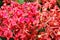 Red flower at National Orchid Garden in Singapore