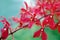 Red flower at National Orchid Garden in Singapore