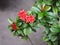 Red flower, Needle flower, West Indian Jasmine, jungle flame, Red spike flower, King Ixora flower, Red Bunga Soka