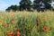 Red flower Papaver rhoeas with trees and corn