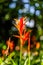 Red Flower at Parador Resort and Spa Manuel Antonio