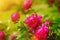 Red flower peony blossoming in peonies garden. Beautiful fresh green grass and soft sunlight in the background