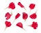 Red flower petals floral collection isolated on transparent white background