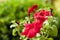 Red flower Petunia Surfinia Vein