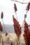 Red flower pods atop brown stalks in a brown winter field