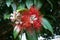 Red flower of the pohutukawa aka New Zealand Christmas tree or metrosideros excelsa, North Island