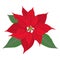 Red flower poinsettia on white