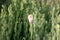 Red FLOWER poppies sky flowers grass spring