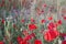 Red FLOWER poppies sky flowers grass spring meadow