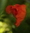 red flower poppy bokeh background green leaves macro sunlight