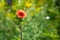 Red flower Potentilla nepalensis in the summer garden