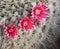 Red flower of prickly pear